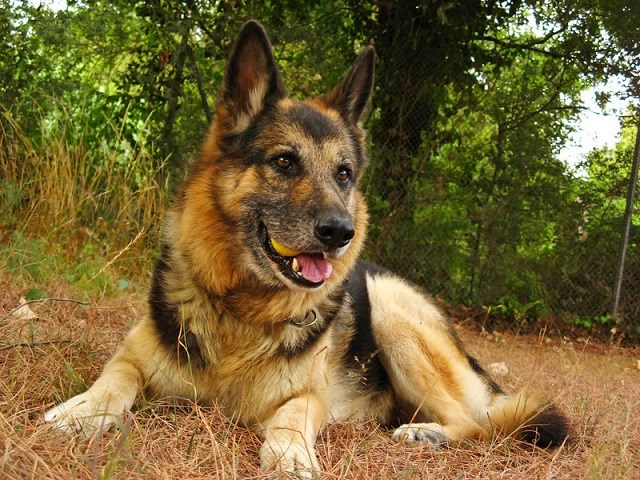 Real german sale shepherd dog price